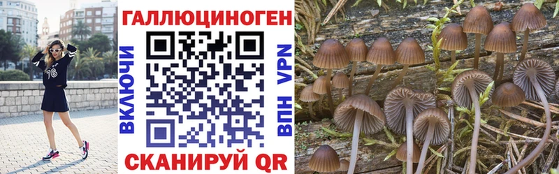 kraken как войти  Зеленокумск  Галлюциногенные грибы мицелий 